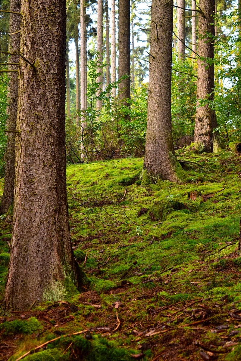 Moss-covered Accents