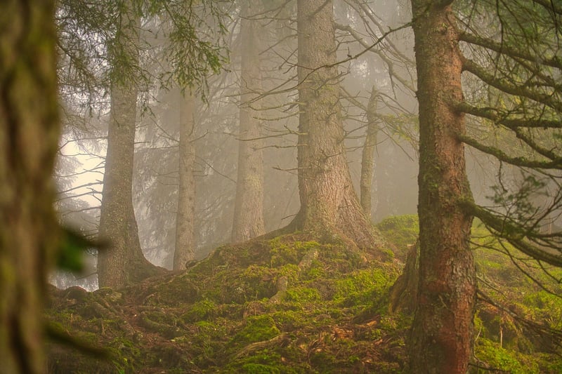 Forest Dining