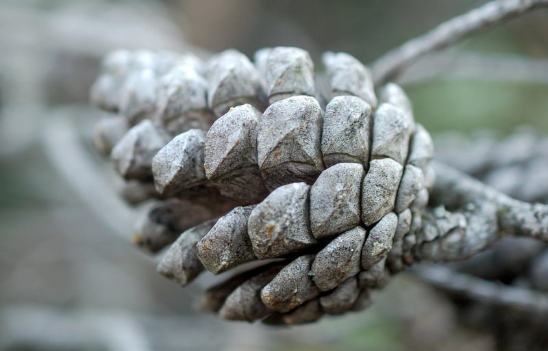 Pinecone Necklace